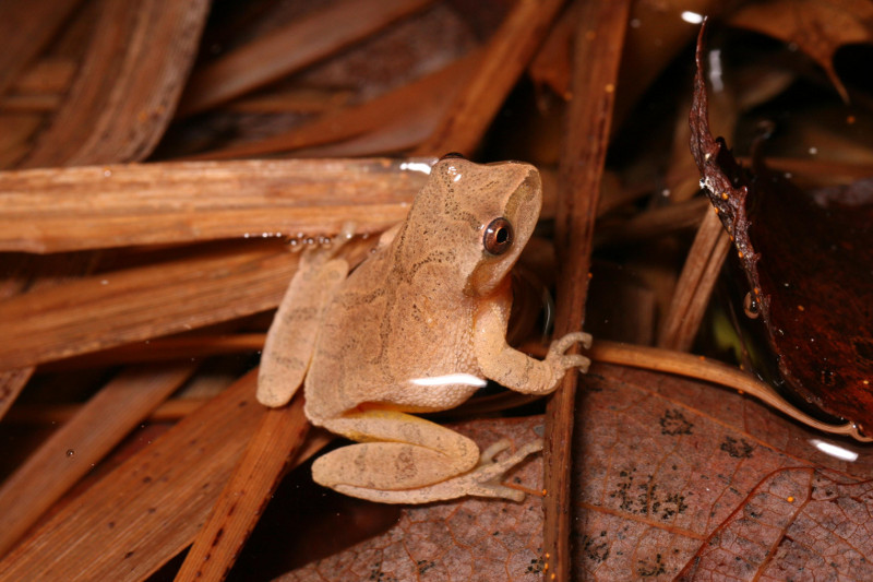 A diagnostic 'X' crosses the back of a spring peeper. Credit: Charlie Eichelberger